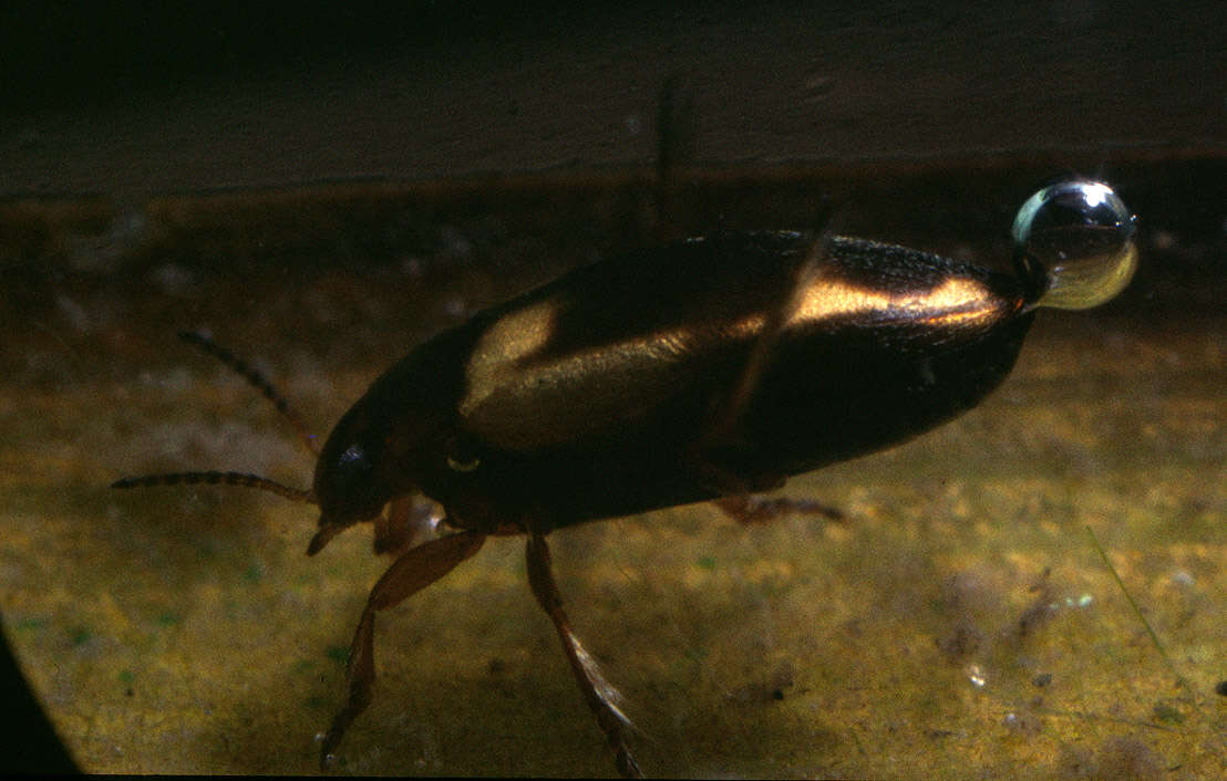 Image of Hydroporus palustris (Linnaeus 1761)