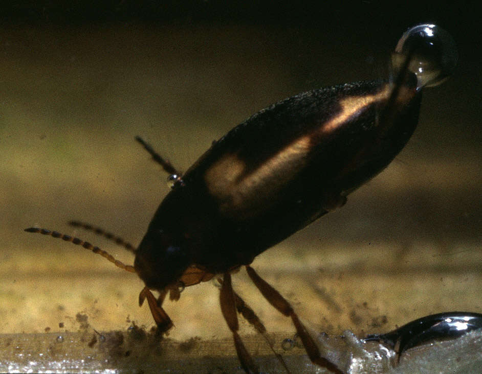 Image of Hydroporus palustris (Linnaeus 1761)