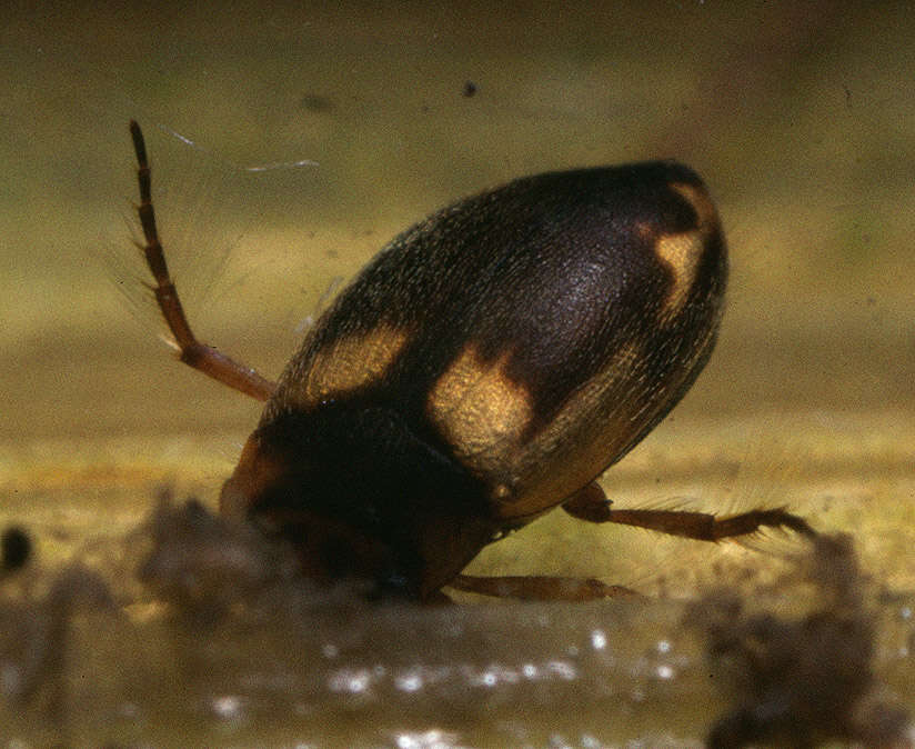 Image of Hydroporus palustris (Linnaeus 1761)