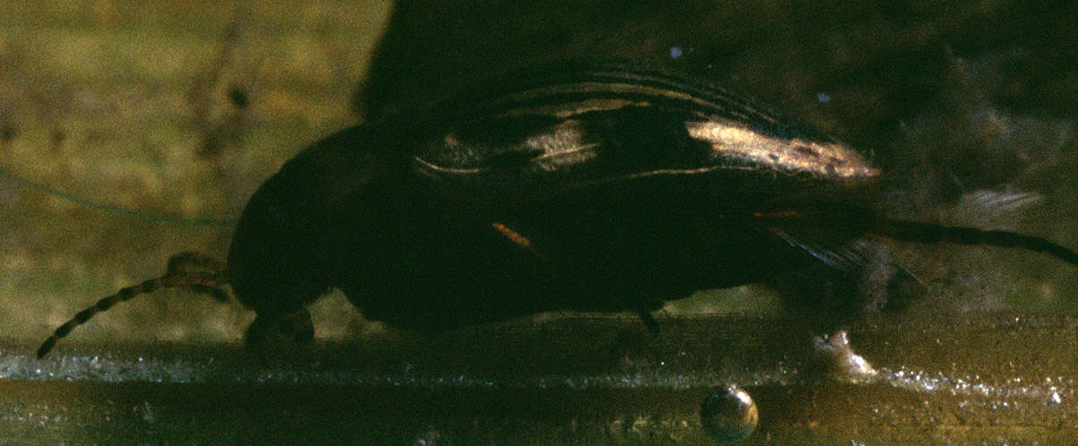 Image of Nebrioporus assimilis (Paykull 1798)