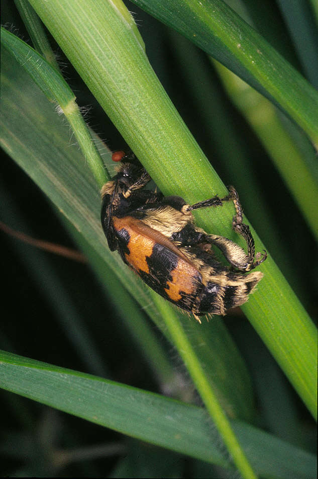 Image of Burying beetle