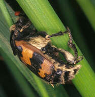 Image of Burying beetle