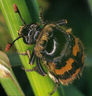 Image of Burying beetle