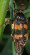 Image of Burying beetle