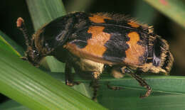 Image of Burying beetle