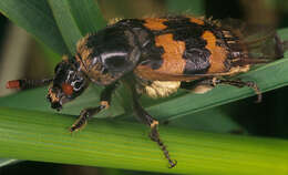 Image of Burying beetle