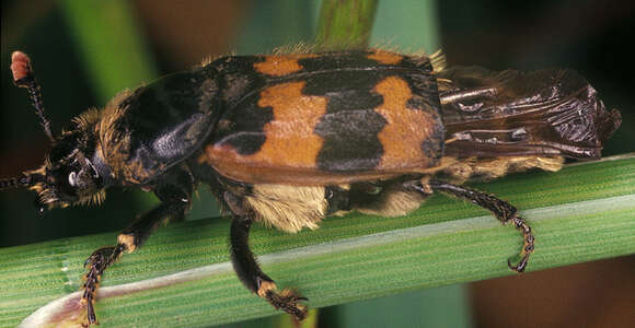 Image of Burying beetle