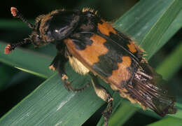 Image of Burying beetle