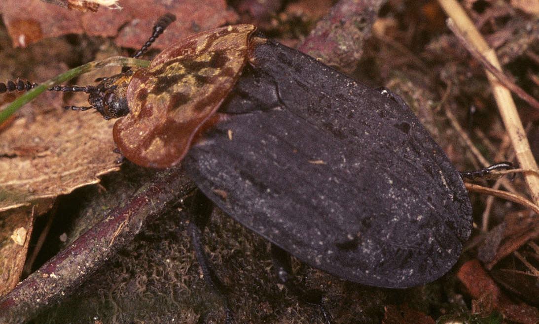 Image of Red-breasted Carrion Beetle