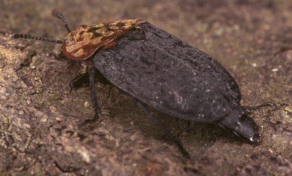 Image of Red-breasted Carrion Beetle