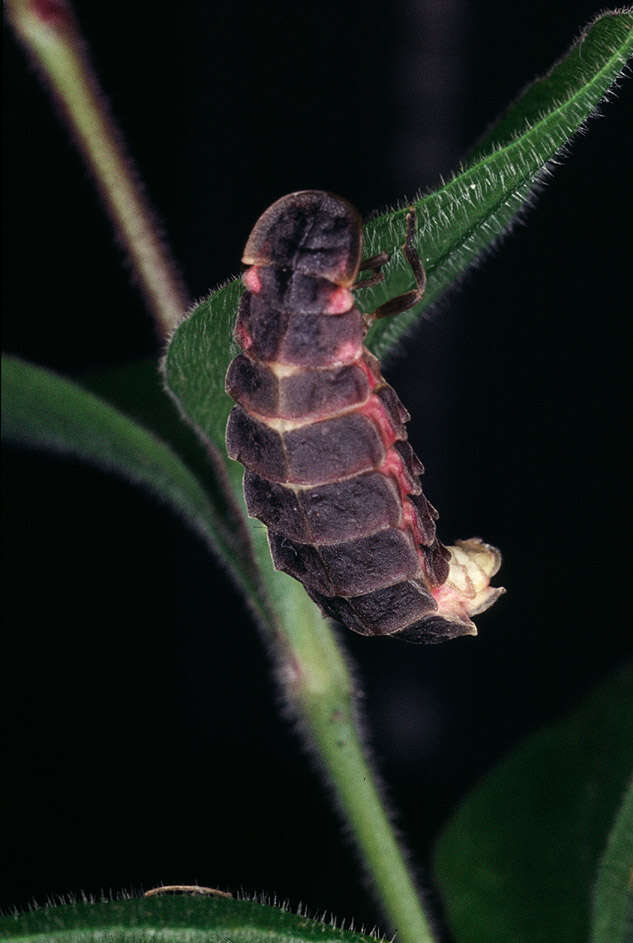 Image of common glow-worm