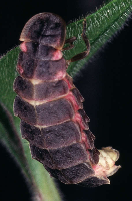Image of common glow-worm