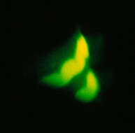 Image of common glow-worm