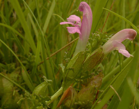 Imagem de Pedicularis sylvatica subsp. sylvatica