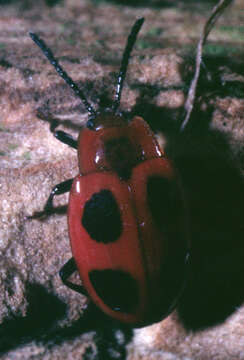 Image of Endomychus coccineus (Linnaeus 1758)