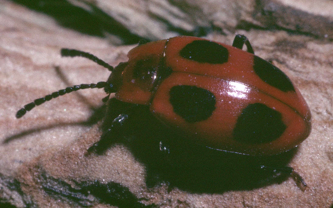 Image of False Ladybird