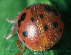 Image of Subcoccinella vigintiquattuorpunctata