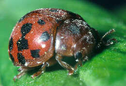 Image of Subcoccinella vigintiquattuorpunctata