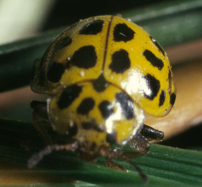 Image of Psyllobora vigintiduopunctata