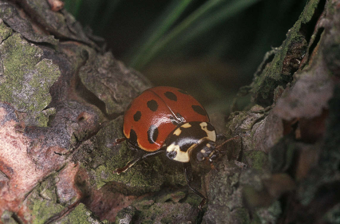 Image of Anatis ocellata