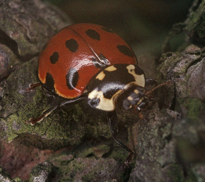 Image of Anatis ocellata