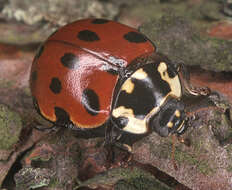 Image of Anatis ocellata