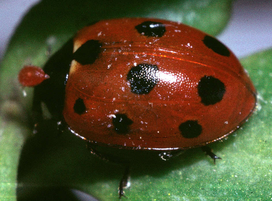 Image of 11-spot ladybird