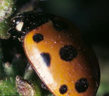 Image of 11-spot ladybird
