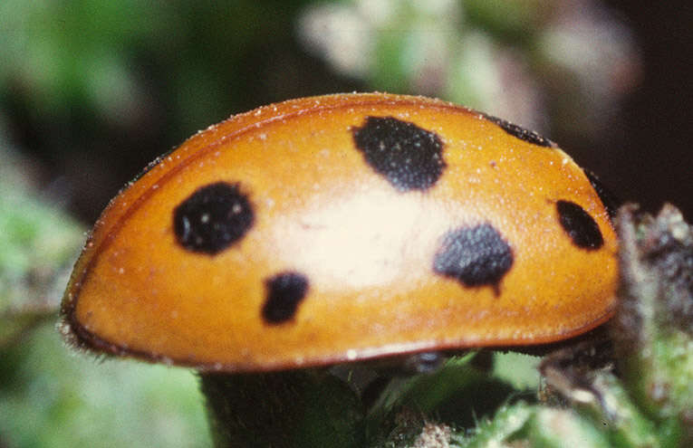 Image of 11-spot ladybird