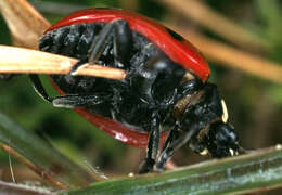 Image of lady beetles