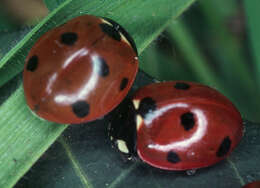 Image of lady beetles