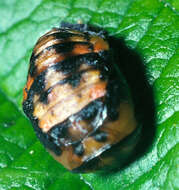 Image of lady beetles