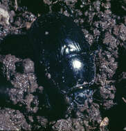 Image of Dor beetle