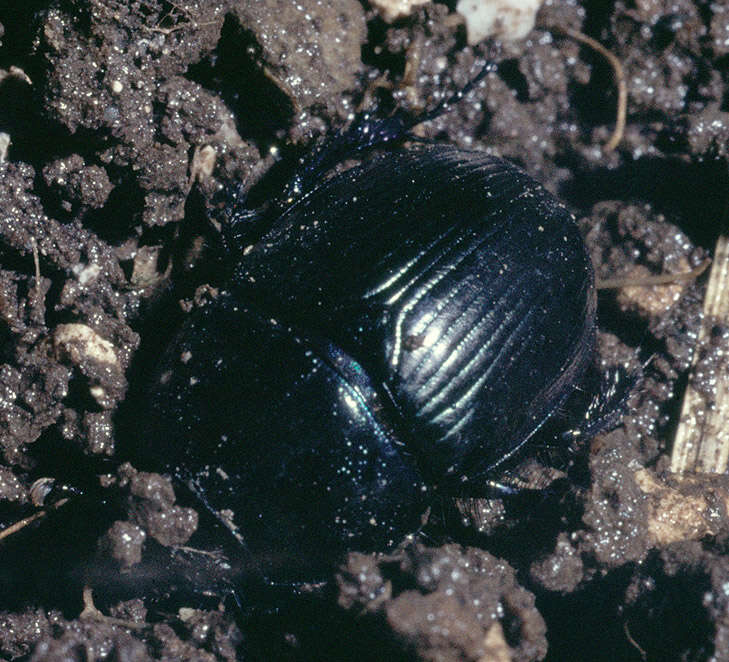 Слика од Geotrupes stercorarius (Linnaeus 1758)