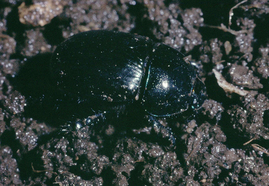 Image of Dor beetle
