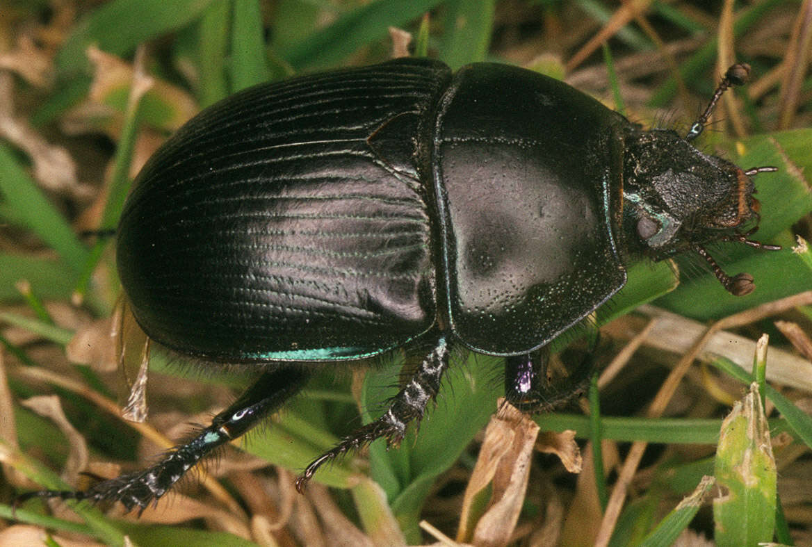 Image of Geotrupes spiniger (Marsham 1802)