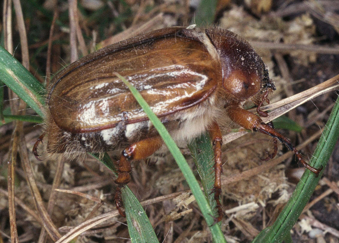 Image of Amphimallon solstitiale (Linnaeus 1758)