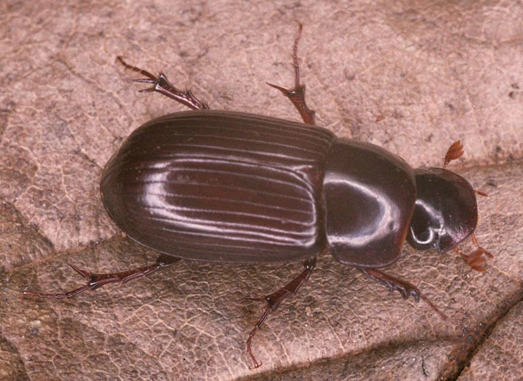 Image of Night-flying Dung Beetle