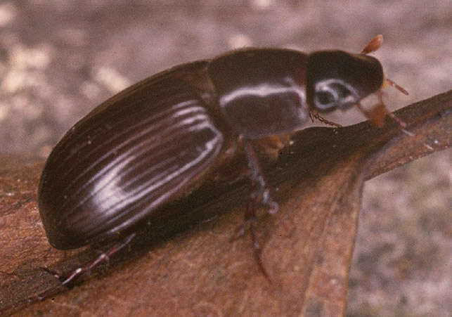 Image of Night-flying Dung Beetle