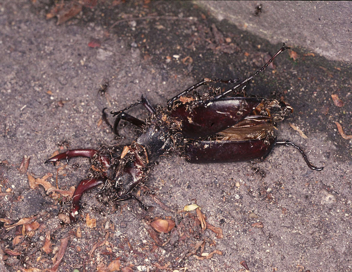 Image of Stag beetle