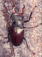 Image of Stag beetle