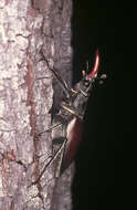 Image of Stag beetle