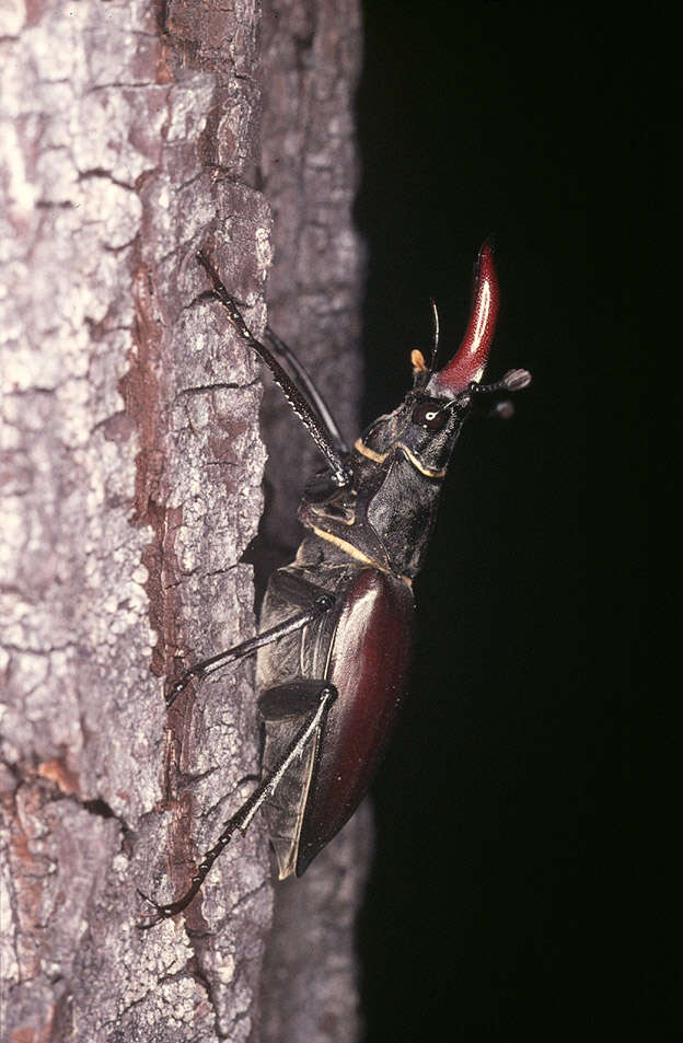 Image of Stag beetle