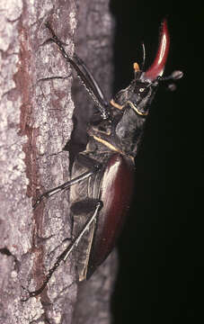 Image of Stag beetle