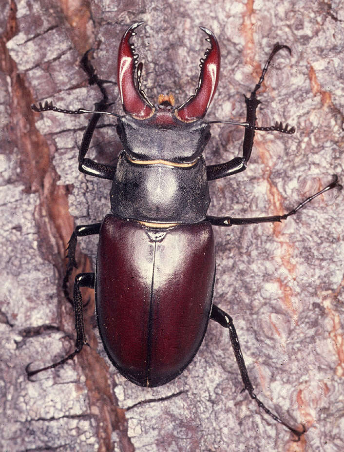 Image of Stag beetle