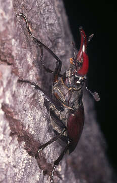 Image of Stag beetle