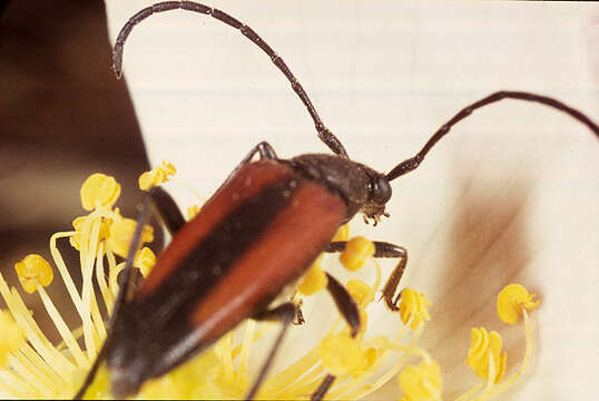 Image of Black-striped Longhorn Beetle