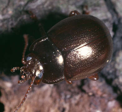 Image of Brown mint leaf beetle