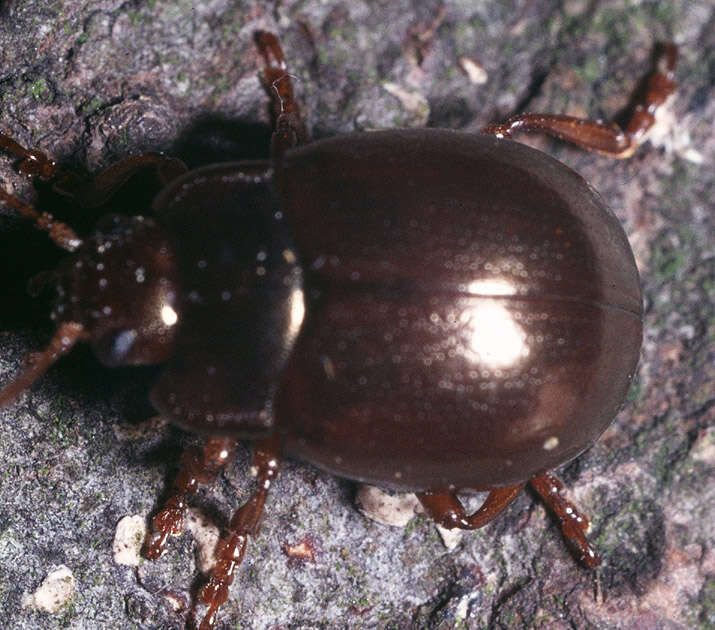 Image of Brown mint leaf beetle