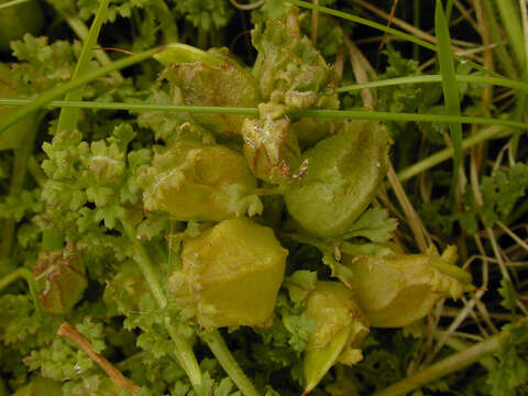 Imagem de Pedicularis sylvatica subsp. sylvatica